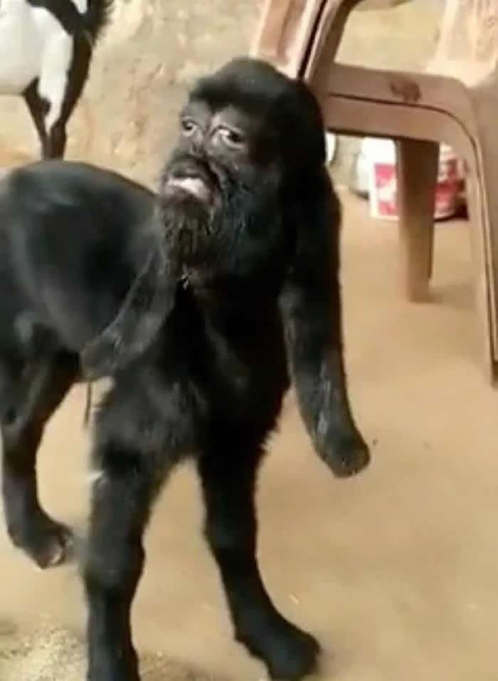 ӡ��һɽ������ ����˹̹�����ɽ�����