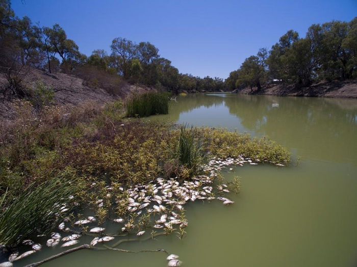 这个新南韦尔斯达令河（Darling River）的鱼群大量死亡事件被认为与干旱有关，也是这个地区有记忆以来规模最大的事件之一。 PHOTOGRAPH BY M