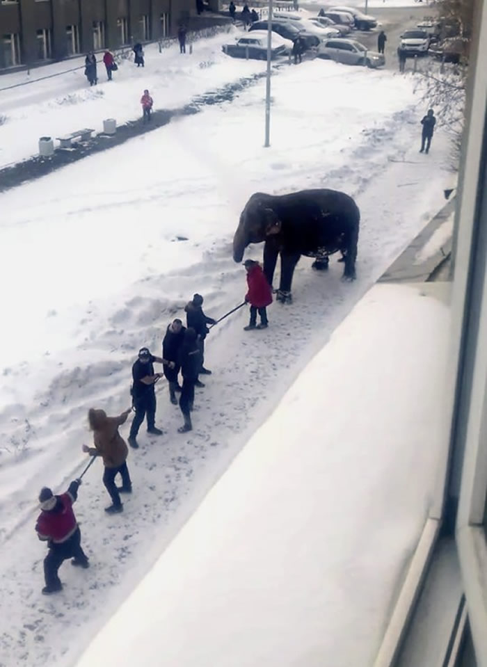 俄罗斯叶卡捷琳堡马戏团2头大象出去散步趁机逃跑 在雪地里面疯狂玩耍嬉闹