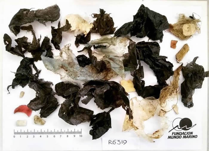 阿根廷生态学家从渔网中抓出的大绿海龟胃肠道中有13克塑料