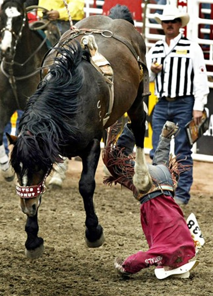 2020年新西兰牛仔竞技赛拉开序幕 反对声音此起彼伏