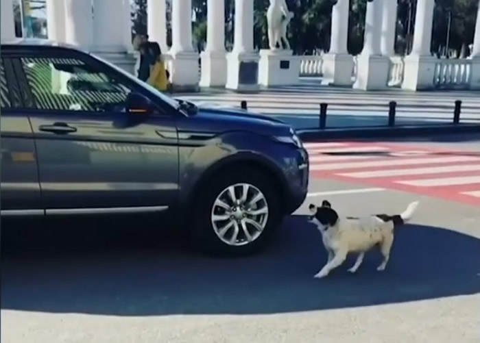 香肠不停吠叫,喝停司机。