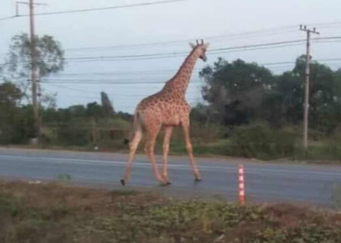 泰国北柳府从动物园货车“逃跑”的长颈鹿公路奔驰
