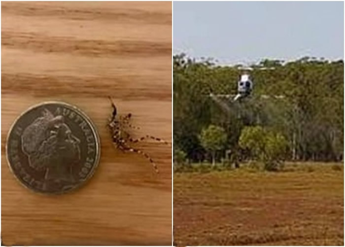 澳洲昆士兰省出现体形巨如硬币的“象蚊” 恐散播罗斯河病毒（Ross River virus）