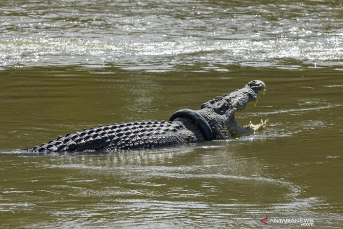 印尼苏拉威西岛河流出没鳄鱼意外被车胎缠颈 市政府悬赏勇者助解困
