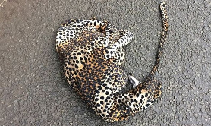 Ӣ�����ӿ���;�о�������������·�� �³��鿴��ɵ��