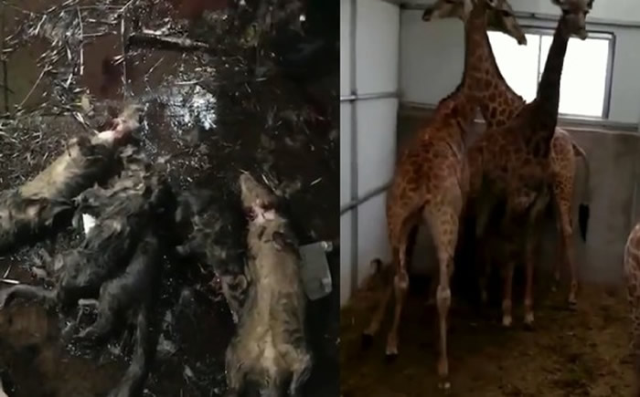 �㶫�������˲�˦�人���� ���˱��ٱ����������ɱҰ������