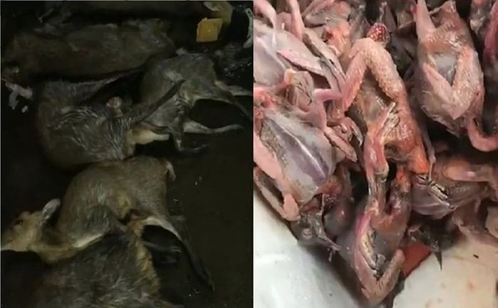 �㶫�������˲�˦�人���� ���˱��ٱ����������ɱҰ������