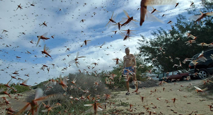 “加洛威在线”:索马里由于爆发蝗灾全国进入紧急状态