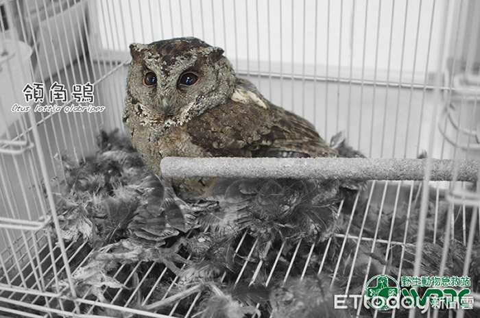 �����̨����Ͷ2ֻ����^���ؽ�ͬһ������ ֻʣһֻ��һ����ë