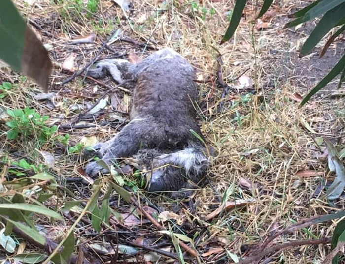 澳洲维多利亚州蓝桉伐木场发现数十只无尾熊死亡