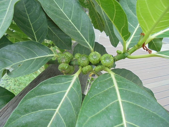 �ڼ����ܵض�����̨������������Ϊ��ʳ����˵��̨��������� ��Ӱ���ξ�ޥ