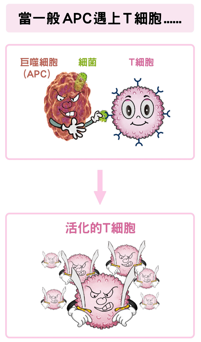 巨噬细胞（APC）吞噬细菌后，可活化Ｔ细胞。数据源│陶秘华 图说原作│张峰碧 图说美化│林洵安