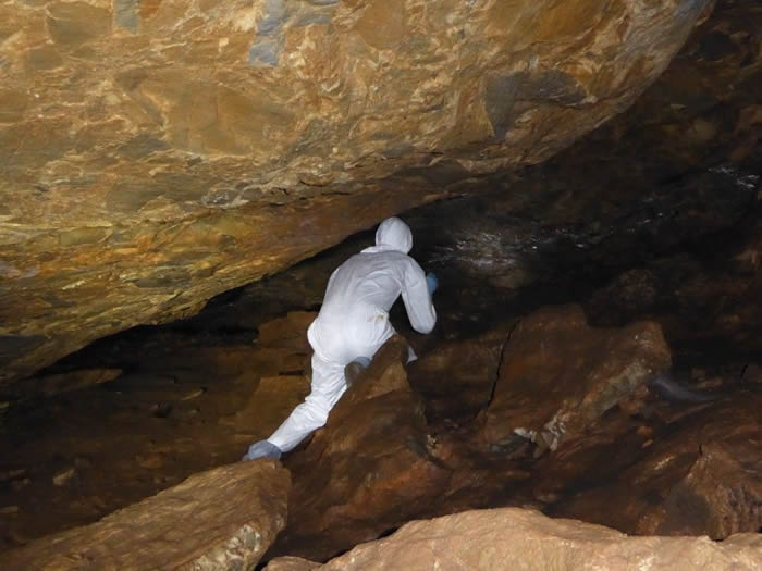 中国南方携带潜在具有传染性冠状病毒的蝙蝠洞穴