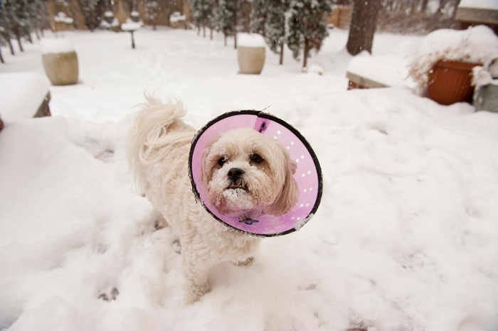 一项美国所做的全国性调查指出,年轻、小型的犬只较容易碰到类鸦片造成的中毒意外。 HOTOGRAPH BY JOEL SARTORE, NAT GEO IMAGE