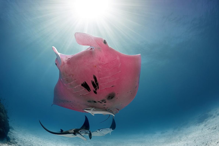 Ӱʦڰط˵Lady Elliot IslandֻۺɫĹʱֱĿɿڴ PHOTOGRAPH BY KRISTIAN LAI