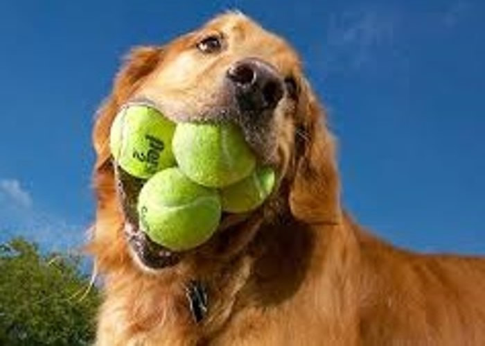 ɼ¼ɵݽëѰȮ¼ͼ¡