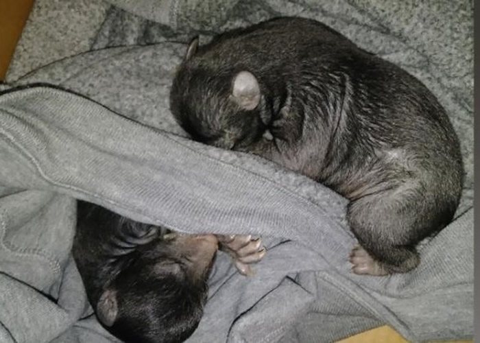 ���������������ݿ��������Ӵ򿪼���ǰ����ֽ�� ������ֻС��