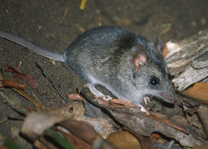 袋鼠岛袋鼩是最受影响的物种之一。