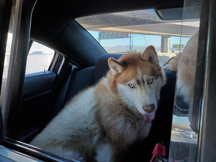 �����ڻ�������ֻ��ʿ������˹ά��˹���ٹ�·���ֱײ ������������