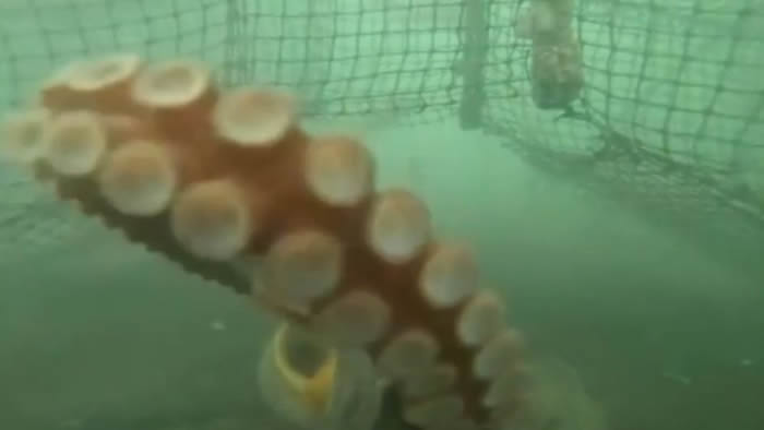 日本网友拿着GoPro潜入海底观察章鱼时被“攻击”