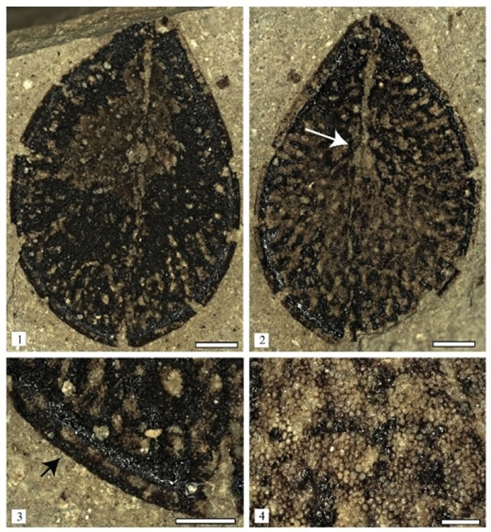 ظԭвԲˏѣAsclepiadospermum ellipticum C. Del Rio, T. Su & Z.-K. Zhou