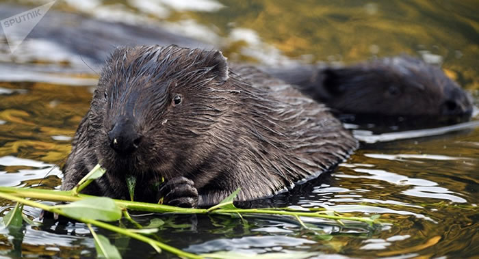 英国埃克塞特大学科学家:河狸可以清洁池塘减少洪水 为鱼类和两栖动物创造良好环境