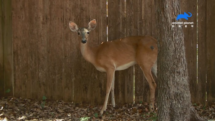 ����սʿ�ǰ������˵�¹�����뿪Χ�顣��ͼ����������Ƶ����Ȩ�ṩ��