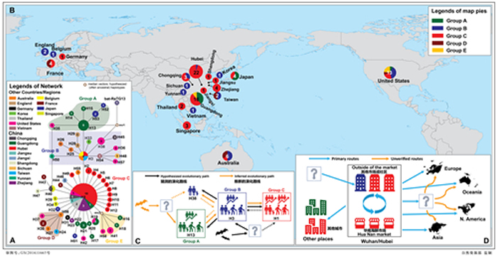 图1. 新型冠状病毒58种单倍型的演化关系和地理分布格局(A,B),单倍型之间的可能演化关系(C),以及新型冠状病毒的可能传播和扩散路线(D)。A和B圆圈中的数