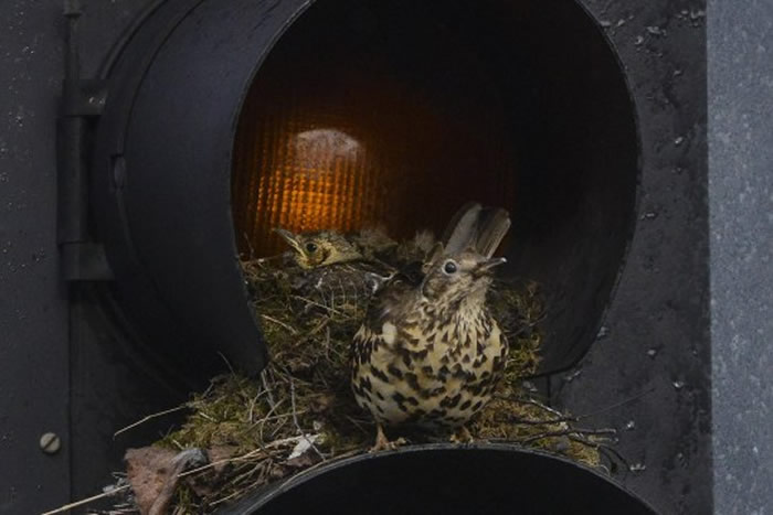 ������̵��ر����Ӣ���������һ������������