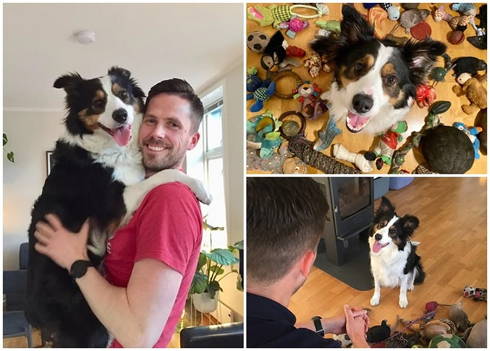 挪威边境牧羊犬“威士忌”善解人意 能办认出其90件玩具的类别