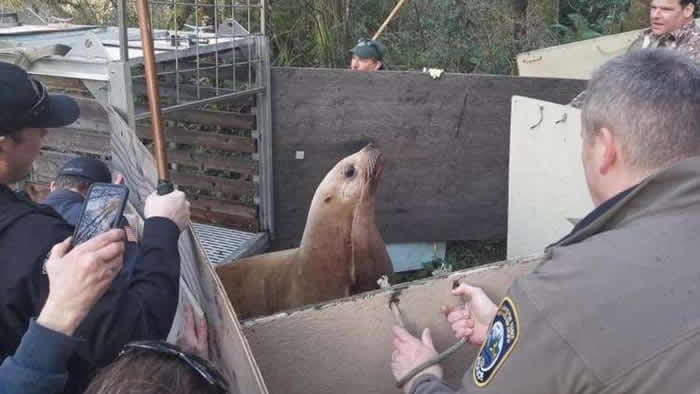 ���������ڻ�ʢ���ݿ�������ũ�巢��һֻ��·��ʨ