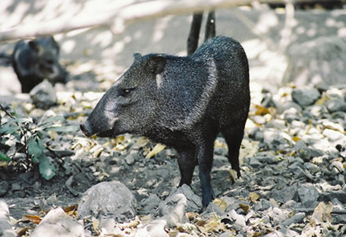 ��������ɣ����ͼɭ�н�ͷ���ٱ��ܵ����l