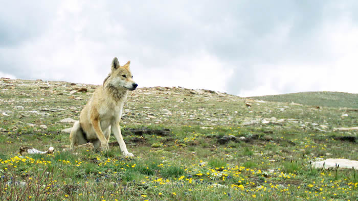 高纬度基因将喜马拉雅狼变成新物种
