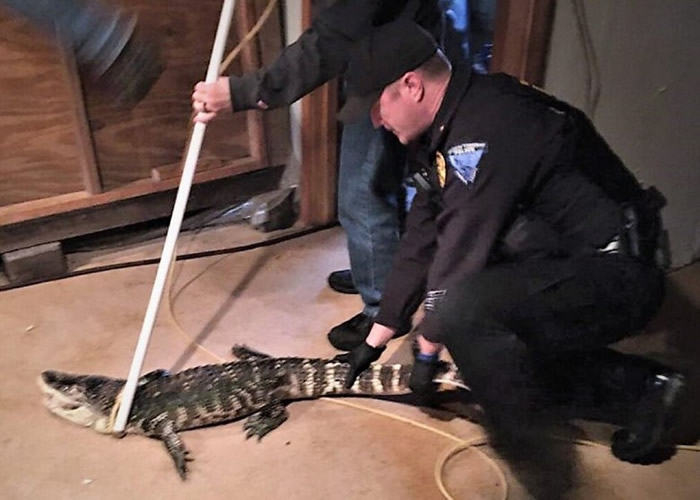 �����������ݷ��ݵؿⲶ��5�ճ����� ����Ϣ25��