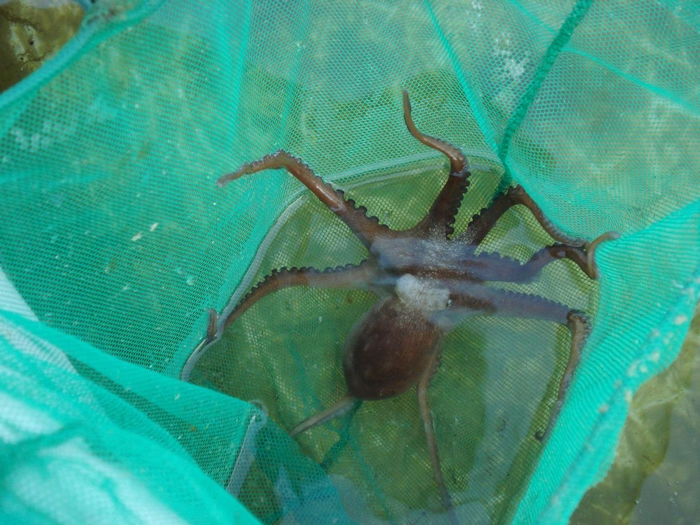 ��ֻ�����ī�����������㣬��������ѧ�ҿ���˹�� ����˹�� ���ȿ�˹��ī�����������ĺ����硣 PHOTOGRAPH BY CARLOS ROSAS