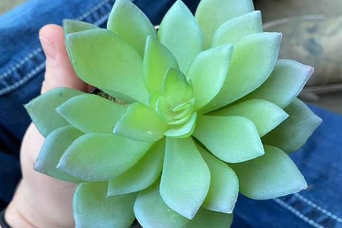 ��������Ů��ͻȻ����Ϥ�����������ʯ�����������ϼٻ�