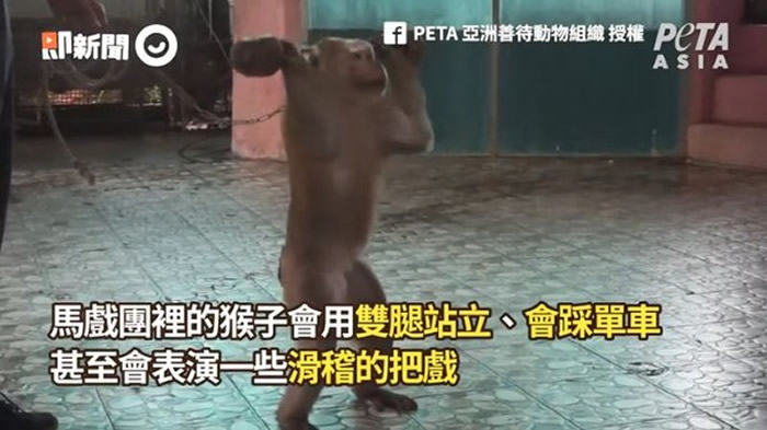 PETA亚洲善待动物组织：泰国布吉岛猴子被马戏团抓去当赚钱工具 训练过程超残忍