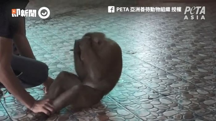 PETA亚洲善待动物组织：泰国布吉岛猴子被马戏团抓去当赚钱工具 训练过程超残忍