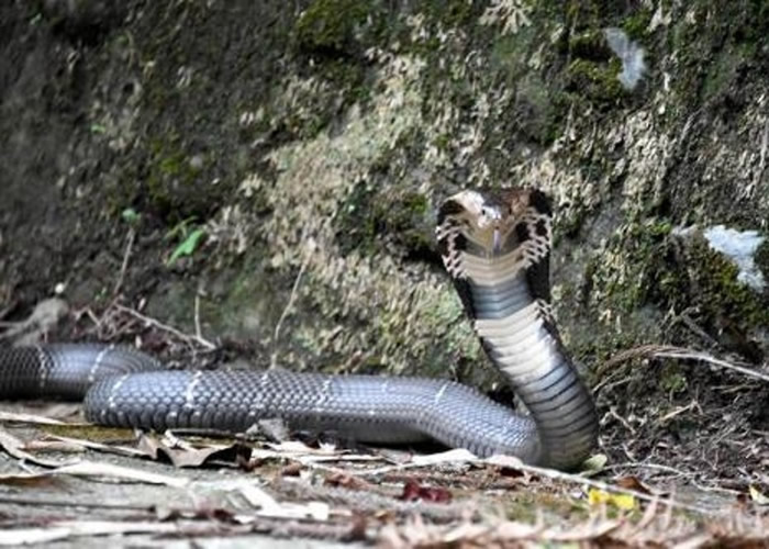 台湾台东县男子遭眼镜蛇咬伤手指险丧命
