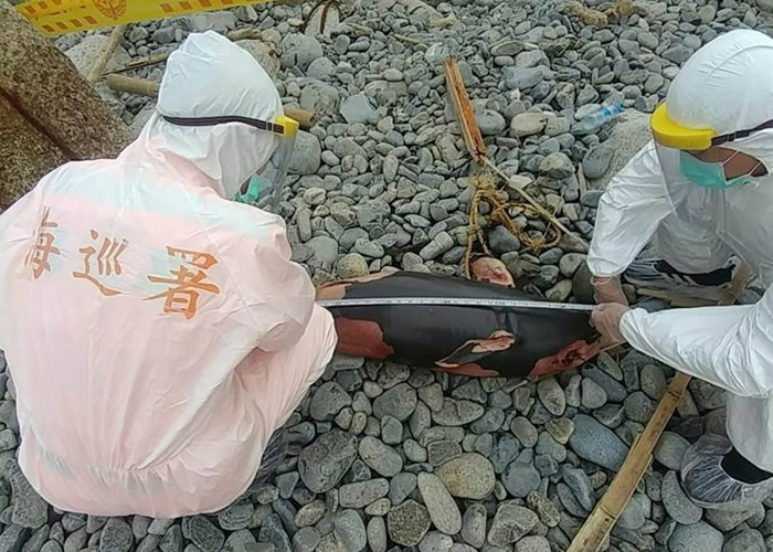 ̨�����涫�������̱��溣�����֡�΢Ц��ʹ��խ��¶������ʬ��