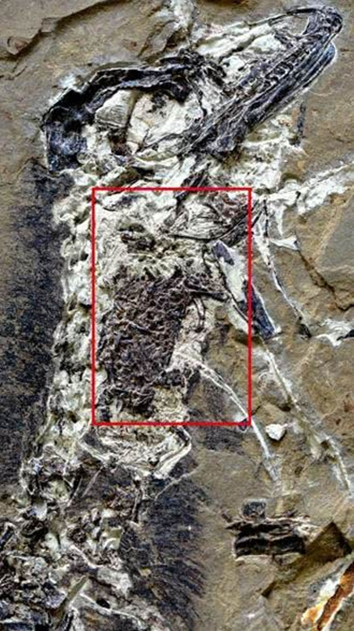 近鸟龙食道内的食团(引自Zheng et al., 2018)