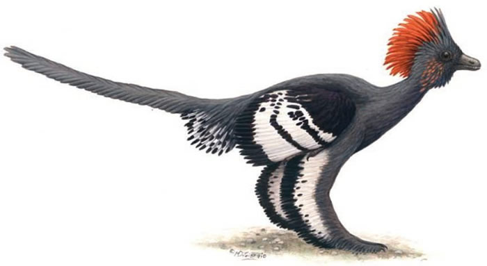 身披羽毛的温血恐龙(引自Li et al., 2010)