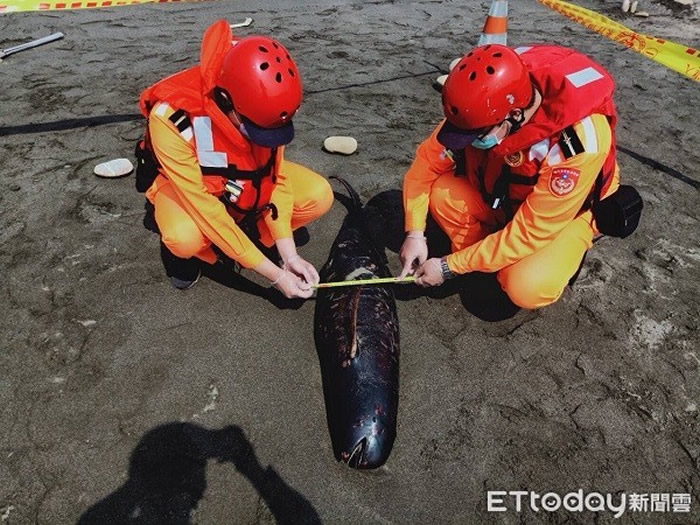 台湾桃园市新屋区忘忧门岸际发现保育类“窄脊江豚”死亡