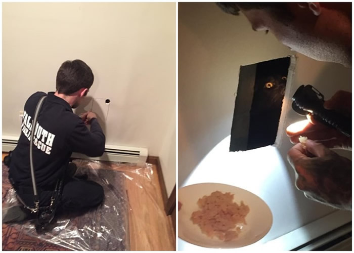 �������������ݷ���é˹һֻ��è�ܽ�ǽ������ ����Ա����ʳ���è������