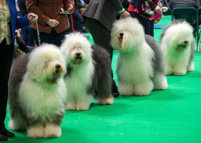 ȫ�����չ��Crufts�������е������ݱ��