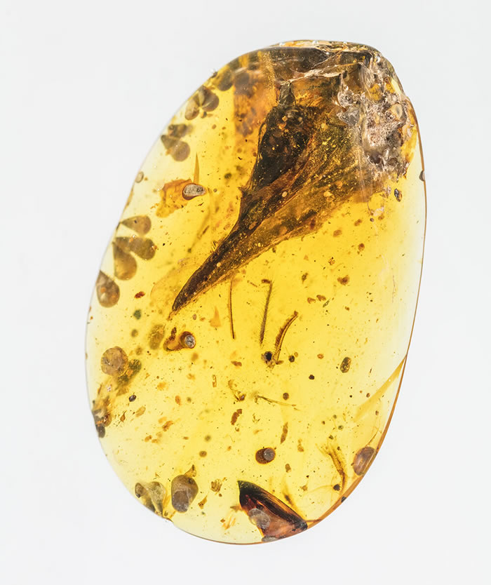 缅甸白垩纪蜂鸟大小的恐龙登Nature封面24小时便遭质疑!“最小恐龙”成最大乌龙?