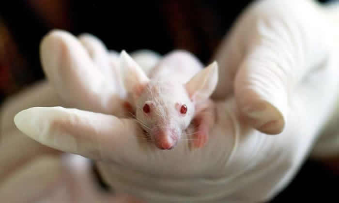 癌症有望终结！NUST MISIS科学家基于热疗的创新肿瘤疗法技术已成功治愈小鼠的肠癌