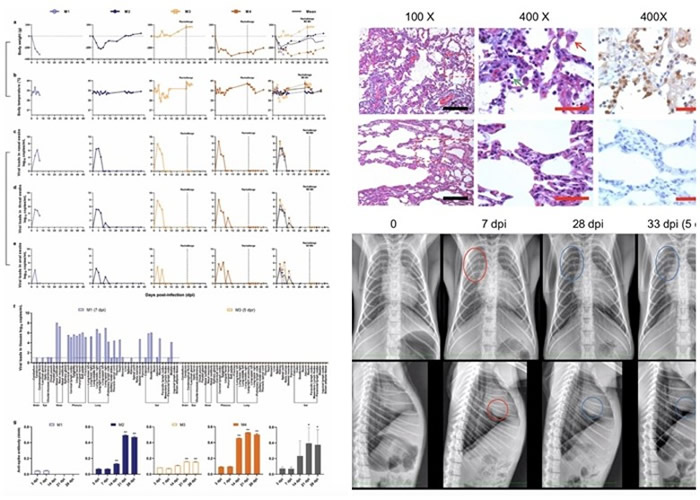 �����鳤�ද��ʵ������ʾ�¹ڷ��ײ��������󲻻��ٴθ�Ⱦ