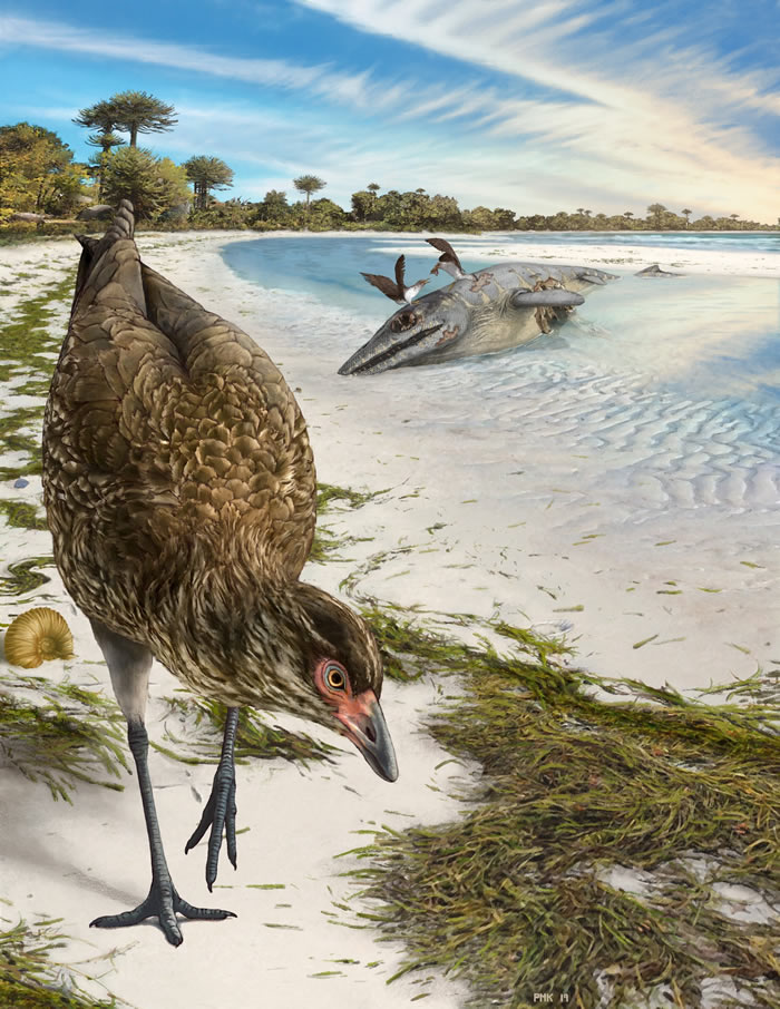“神奇鸡”！发现迄今为止最古老的现代鸟类化石Asteriornis maastrichtensis